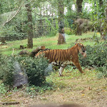 Photo n° 3 de l'avis de Sonia. fait le 18/08/2023 à 21:15 pour Natur'Zoo De Mervent à Mervent