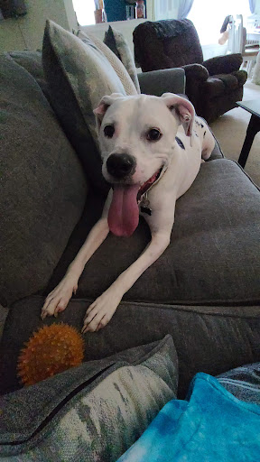 Pet Supply Store «PetSmart», reviews and photos, 3335 Cobb Pkwy NW #400, Acworth, GA 30101, USA