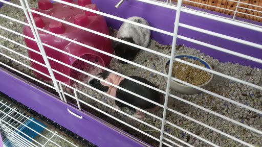 Pet Store «Birds & Beasts Pet Shop», reviews and photos, 35 Berkshire Dr # 18, Crystal Lake, IL 60014, USA