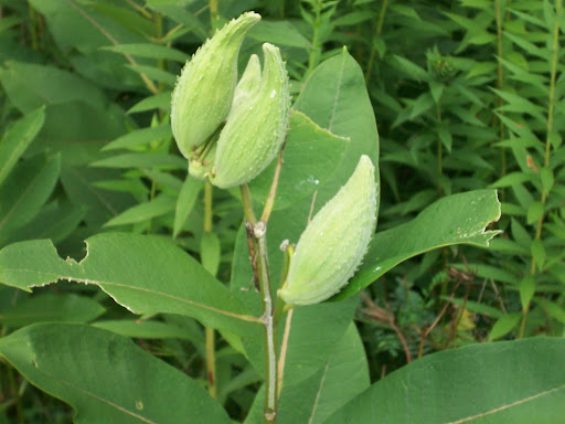 Nature Preserve «Cleveland Lakefront Nature Preserve», reviews and photos, 8701 Lakeshore Blvd, Cleveland, OH 44108, USA