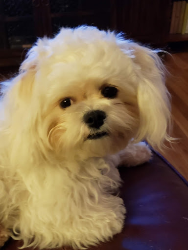 Pet Store «Petland», reviews and photos, 5470 Dixie Hwy, Fairfield, OH 45014, USA