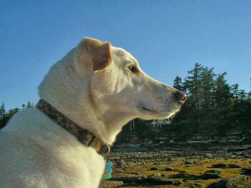 Bicycle Repair Shop «Revolution Bicycle Repair», reviews and photos, 1593 G St, Arcata, CA 95521, USA