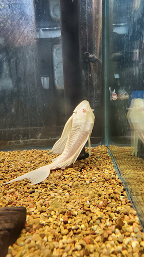 Pet Supply Store «Petco Animal Supplies», reviews and photos, 3975 Cascades Blvd #30, Kent, OH 44240, USA