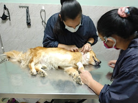 Happy Pets Clinica Veterinaria