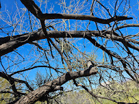 Tree Trimming and Removal | Yard Clean UP | Centurion Landscaping - Photo 9 - Car repair in Tucson, AZ, Tucson