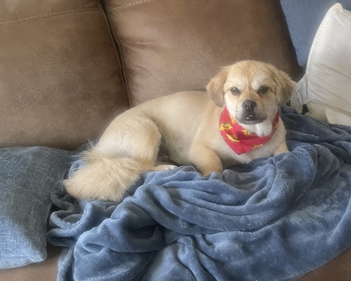 Pet Supply Store «Pet Supplies Plus», reviews and photos, 912 S Green River Rd a, Evansville, IN 47715, USA