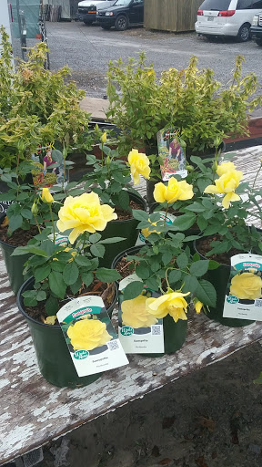 Flea Market «Parkland Flea Market & Restaurant», reviews and photos, 4994 Murfreesboro Rd, Lebanon, TN 37090, USA