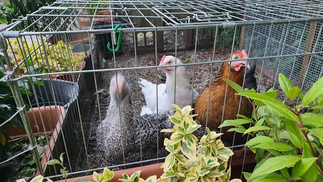 Reviews of R.Miller Poultry Farm in Preston - Bank