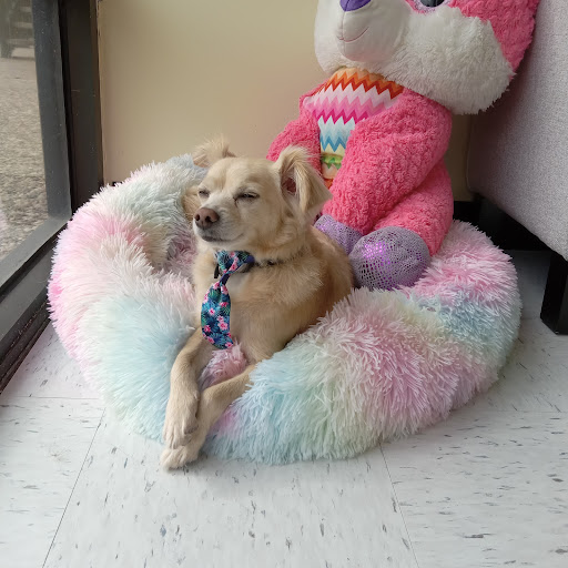 Dashing Dog Grooming