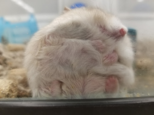 Pet Supply Store «Petco Animal Supplies», reviews and photos, 3637 2700 W, West Valley City, UT 84119, USA