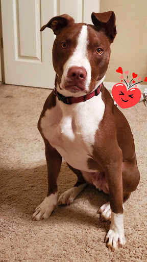 Pet Supply Store «PetSmart», reviews and photos, 1561 N Dysart Rd, Avondale, AZ 85323, USA