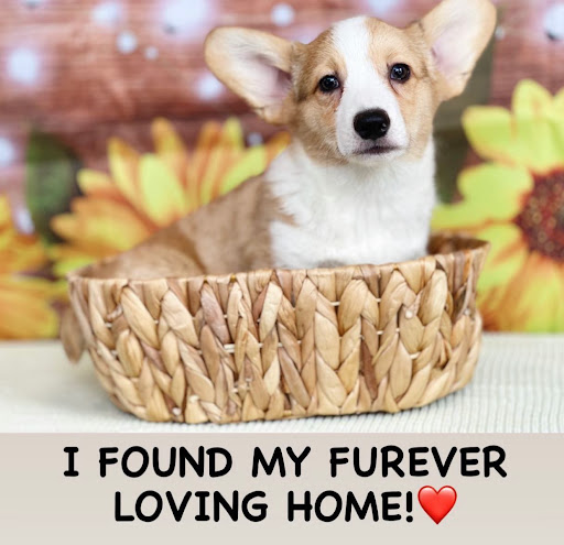 Dog Breeder «Playful Pets», reviews and photos, 115 Ridge Pike, Conshohocken, PA 19428, USA