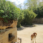 Photo n° 4 de l'avis de MICHAOU56. fait le 09/05/2022 à 09:50 pour Bioparc de Doué-la-Fontaine à Doué-la-Fontaine