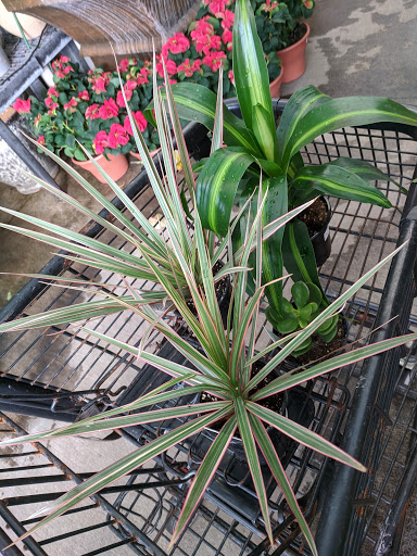 Hardware Store «Proctor Ace Hardware», reviews and photos, 1281 Atlantic Blvd, Neptune Beach, FL 32266, USA