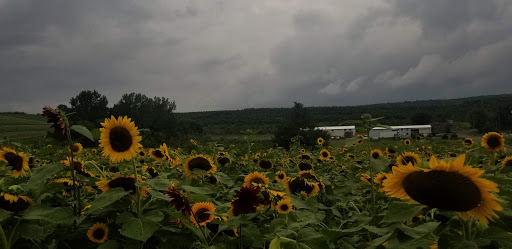 Tourist Attraction «Sunflower Maze», reviews and photos, South St, Middlefield, CT 06455, USA