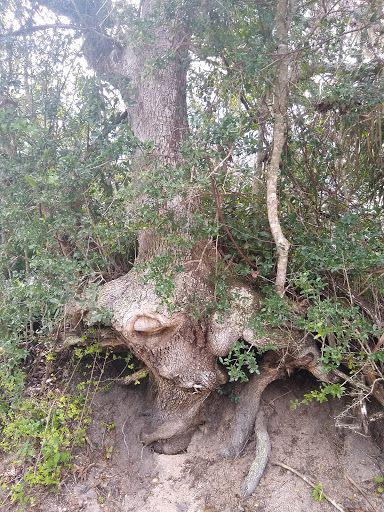 Amphitheater «The St. Augustine Amphitheatre», reviews and photos, 1340C A1A S, St Augustine, FL 32080, USA