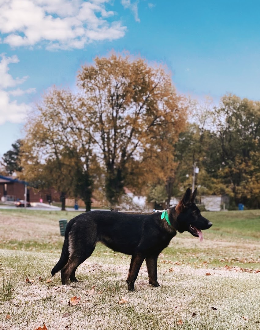 Vom Lexhaus German Shepherds