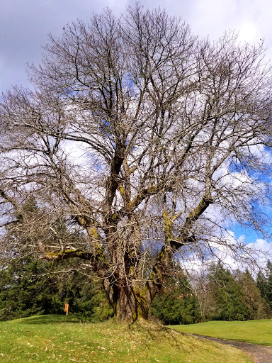 Golf Course «Horseshoe Lake Golf Course», reviews and photos, 1250 SW Club House Ct, Port Orchard, WA 98367, USA