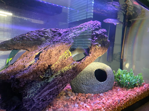 Pet Supply Store «PetSmart», reviews and photos, 42 Southgate Square, Colonial Heights, VA 23834, USA