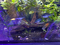 Neptunes Aquarium Store - Photo 5 - Car repair in Hialeah, FL, Hialeah