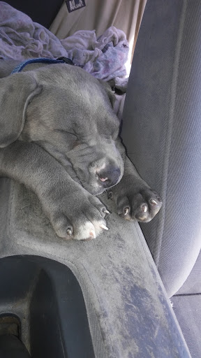 Pet Supply Store «PetSmart», reviews and photos, 2730 Pacific Coast Hwy, Torrance, CA 90505, USA