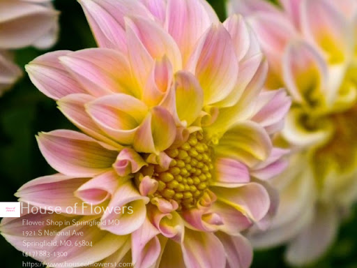 Florist «House of Flowers», reviews and photos, 1921 S National Ave, Springfield, MO 65804, USA