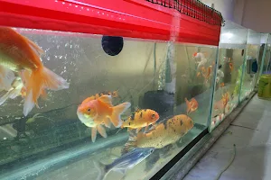 Kumar Aquariums & Pets image