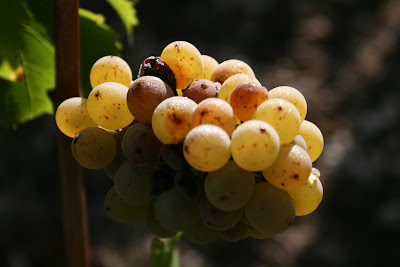 Le Vignoble Millasseau à Bellevigne-en-Layon