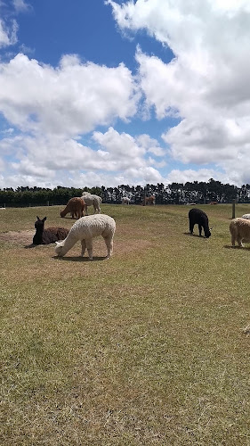 Reviews of Sherlin Alpaca Stud in West Melton - Other