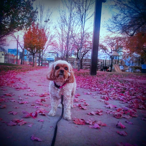 Park «Hirshorn Park», reviews and photos, 3000 Tejon St, Denver, CO 80211, USA