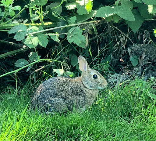 Park «The Park at Bothell Landing», reviews and photos, 9919 NE 180th St, Bothell, WA 98011, USA