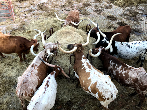 Museum «Stockyards Museum», reviews and photos, 131 E Exchange Ave # 113, Fort Worth, TX 76164, USA