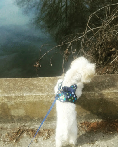 Pet Supply Store «Petco Animal Supplies», reviews and photos, 1945 W Palmetto St #250, Florence, SC 29501, USA