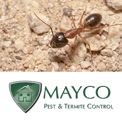 MAYCO Pest & Termite Control