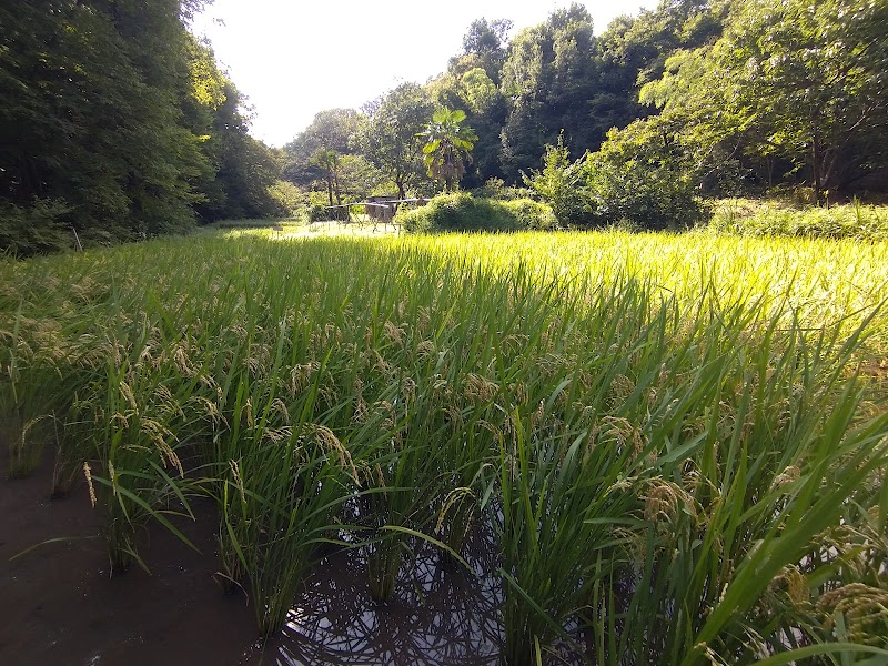 北野の谷戸（トトロ田んぼ）