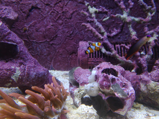 Pet Store «Fish 4 U», reviews and photos, 4010 Highland Dr #1, Millcreek, UT 84124, USA