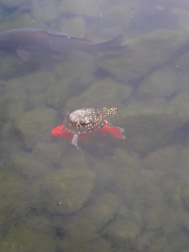 Pet Supply Store «Petco Animal Supplies», reviews and photos, 6140 University Dr, Huntsville, AL 35806, USA