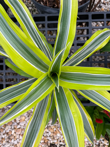 Hardware Store «Ace Handiman Hardware», reviews and photos, 705 N Atlantic Ave, Cocoa Beach, FL 32931, USA
