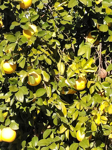 Resort «Scottsdale Camelback Resort», reviews and photos, 6302 E Camelback Rd, Scottsdale, AZ 85251, USA