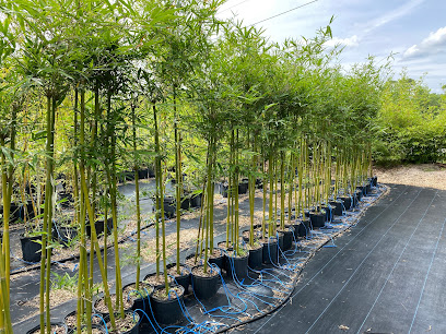 Bamboo Forever Nursery and Gardens