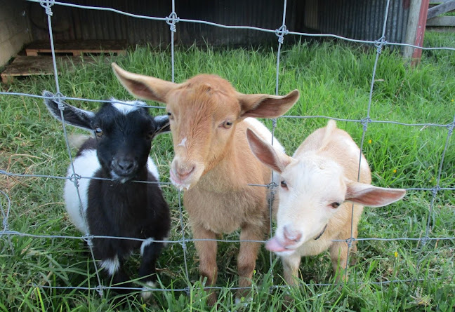 Nigerian Dwarf Dairy Goats NZ