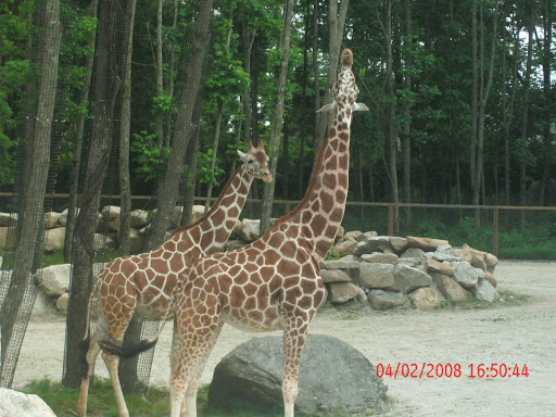 Pet Supply Store «PetSmart», reviews and photos, 70 Worcester-Providence Turnpike #240, Millbury, MA 01527, USA