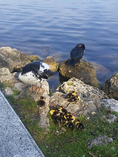 Park «Antonio Maceo Park», reviews and photos, 5135 NW 7th St, Miami, FL 33126, USA