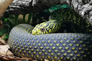 Snakeroom Serpentarium image