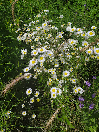 Nature Preserve «Buffalo Creek Forest Preserve», reviews and photos, 18163 W Checker Rd, Long Grove, IL 60047, USA