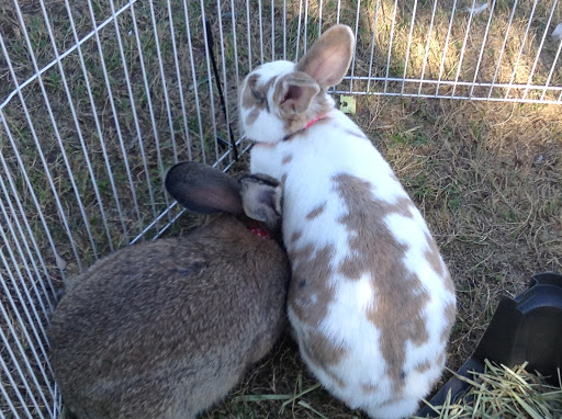 Golf Course «Encanto 9-Hole Golf Course», reviews and photos, 2300 N 17th Ave, Phoenix, AZ 85007, USA