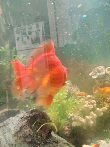 Pet Supply Store «Petco Animal Supplies», reviews and photos, 217 Oak Lee Dr #16, Ranson, WV 25438, USA