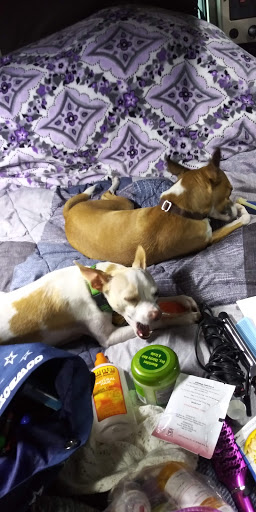 Pet Supply Store «Petco Animal Supplies», reviews and photos, 3320 Stockton Hill Rd, Kingman, AZ 86409, USA