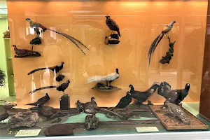 Natural History Museum of Marousi Municipality image