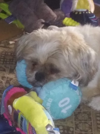 Pet Supply Store «PetSmart», reviews and photos, 7850 W Commercial Blvd, Lauderhill, FL 33351, USA